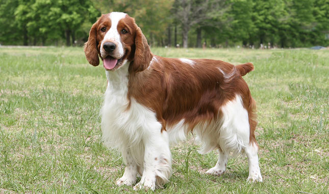 Welsh Springer Spaniels Gundogs - Gun Dog Trader
