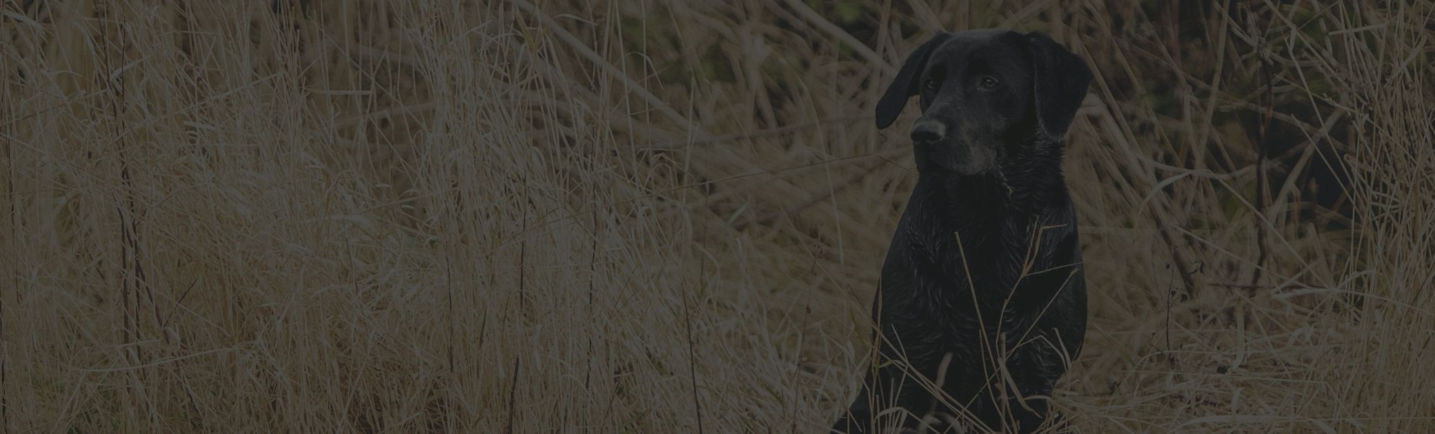 How It Works Gundog Trader