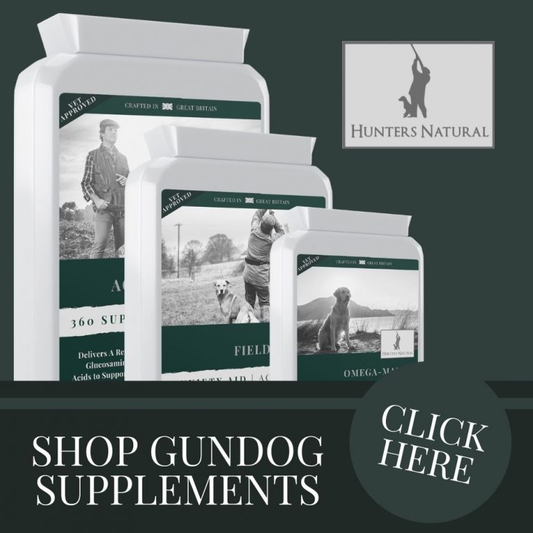 Trained Gun Dogs For Sale Gun Dog Trader