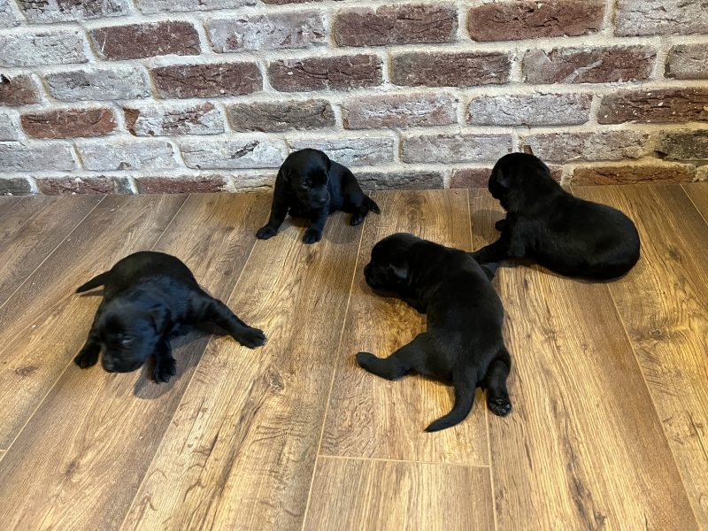 Beautiful Labrador Puppies