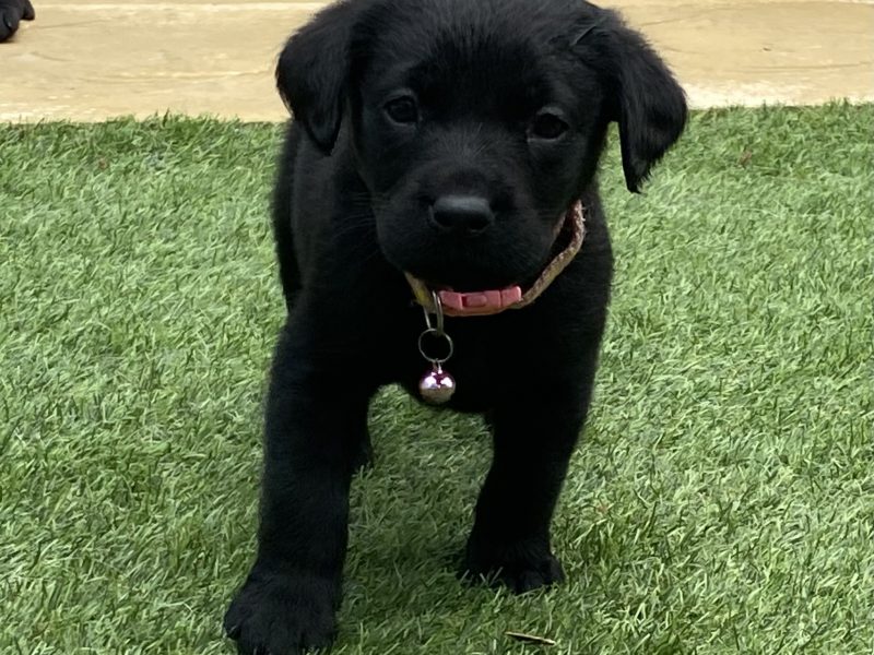 Black KC Labrador Puppies