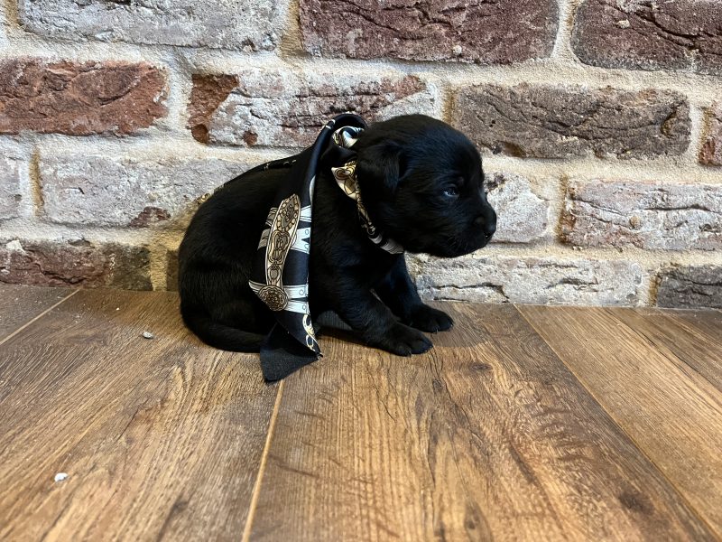 Beautiful Labrador Puppies