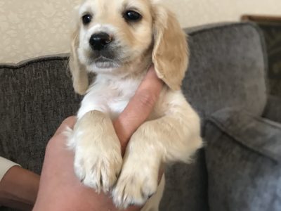 Working Cocker Spaniel For Sale