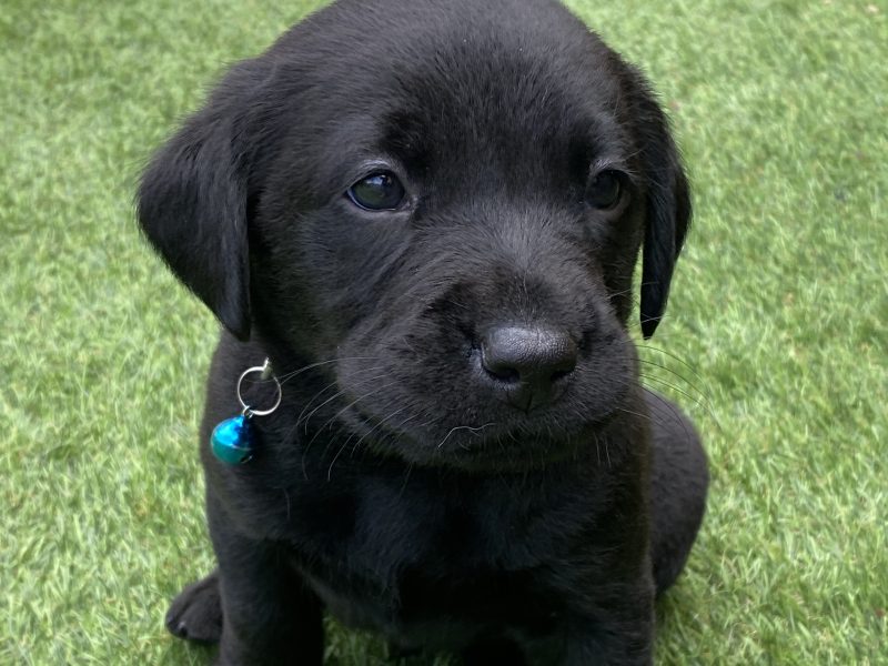 Black KC Labrador Puppies