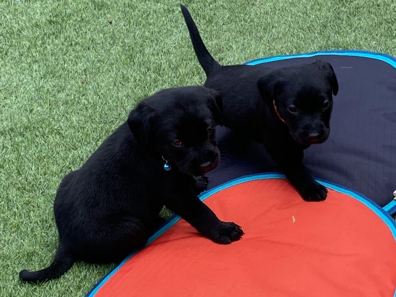 Black KC Labrador Puppies