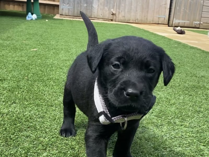 Black KC Labrador Puppies