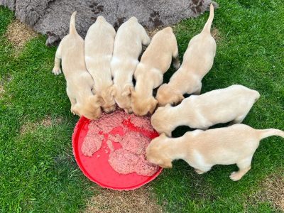Stunning litter of Kennel Club registered Labrador