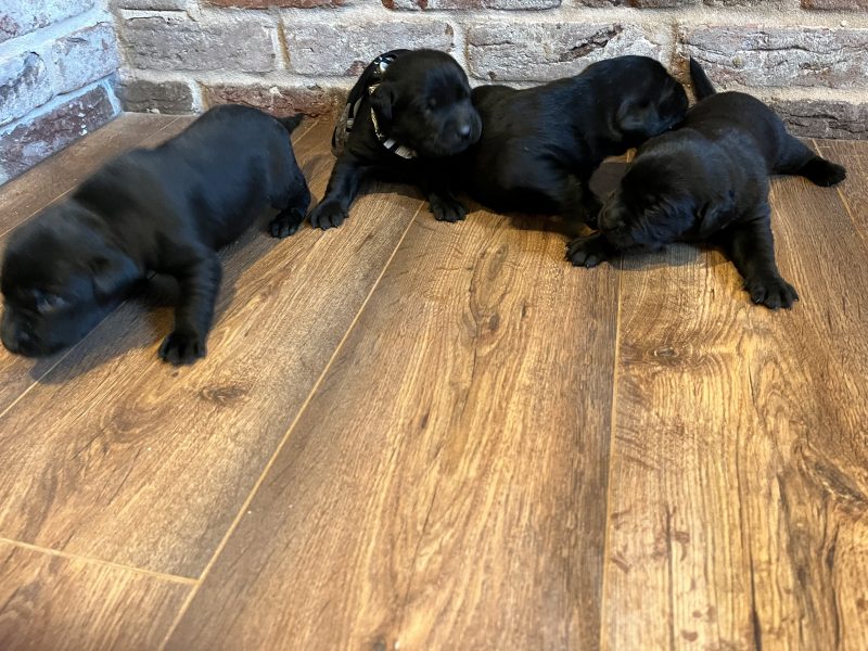 Beautiful Labrador Puppies