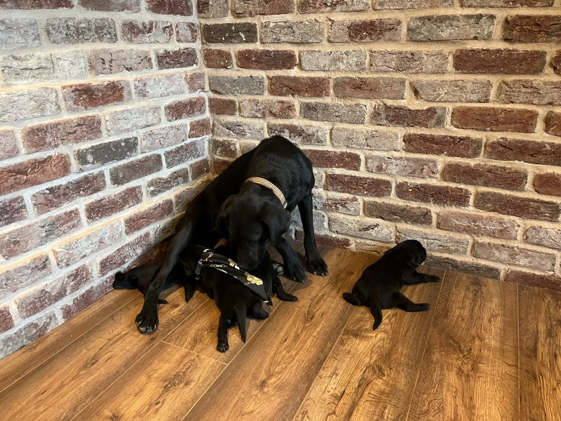 Beautiful Labrador Puppies