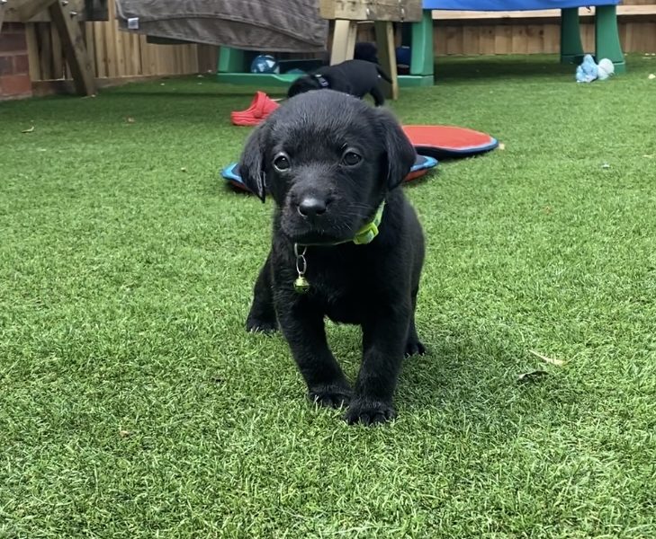 Black KC Labrador Puppies