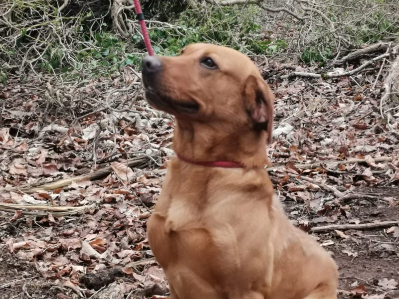 Stunning litter of Kennel Club registered Labrador