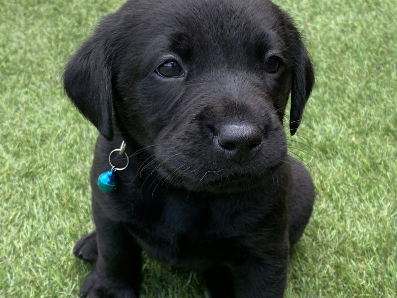 Black KC Labrador Puppies