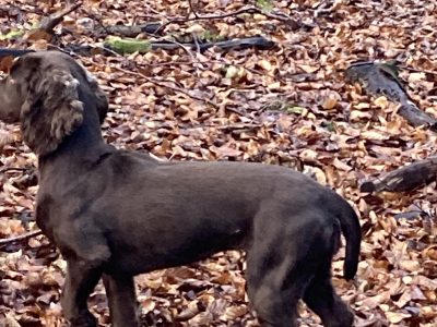 Sprocker puppies