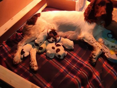 English Springer Spaniel pups