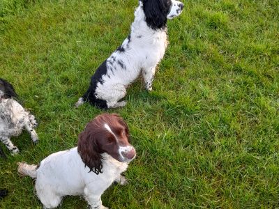 WORKING ESS DOG PUPS