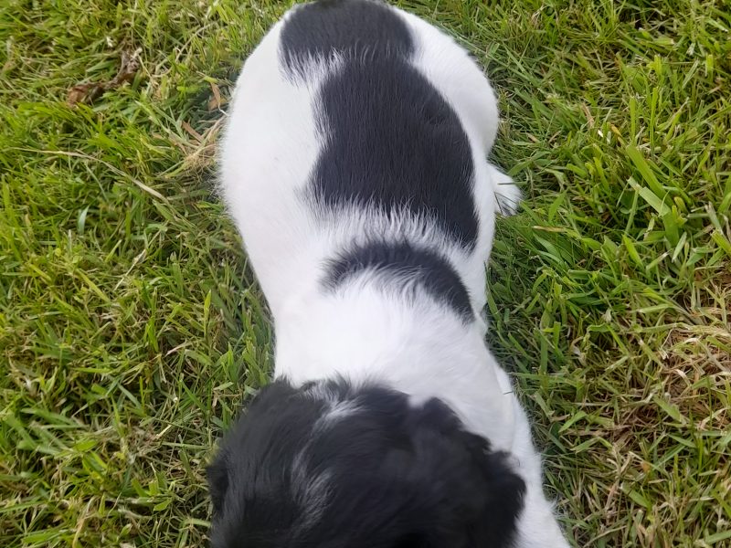 WORKING ESS DOG PUPS