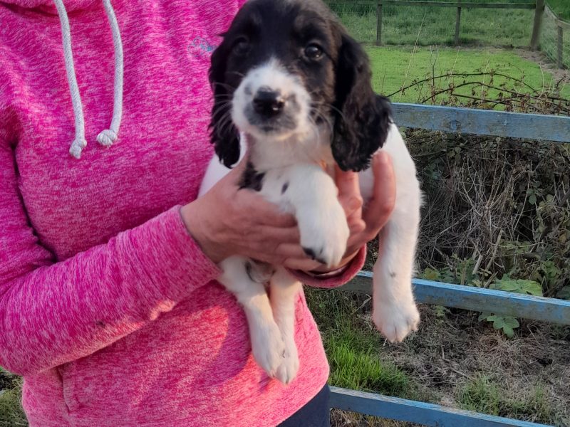 WORKING ESS DOG PUPS