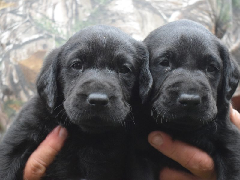 Kc reg black Labrador puppies