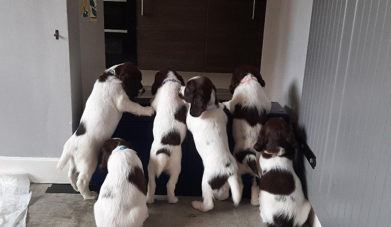 English Springer Spaniel pups