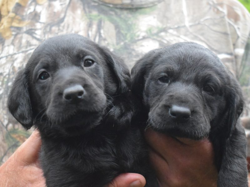 Kc reg black Labrador puppies
