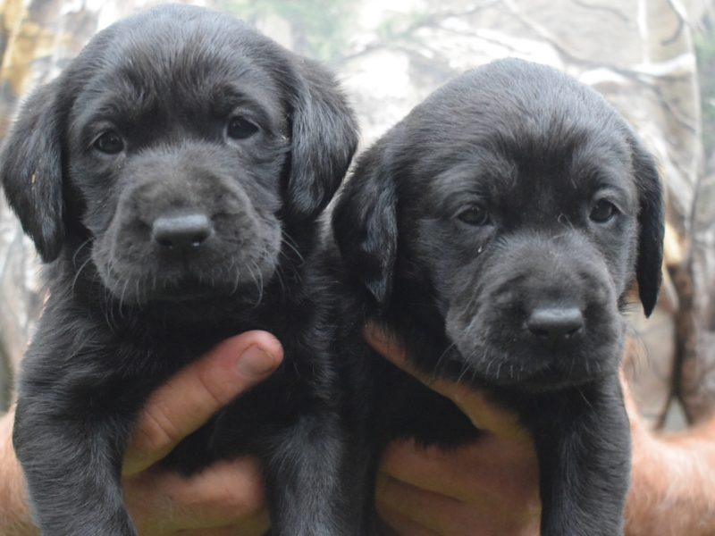 Kc reg black Labrador puppies