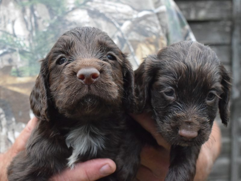 KC Reg Cocker Spaniel puppies