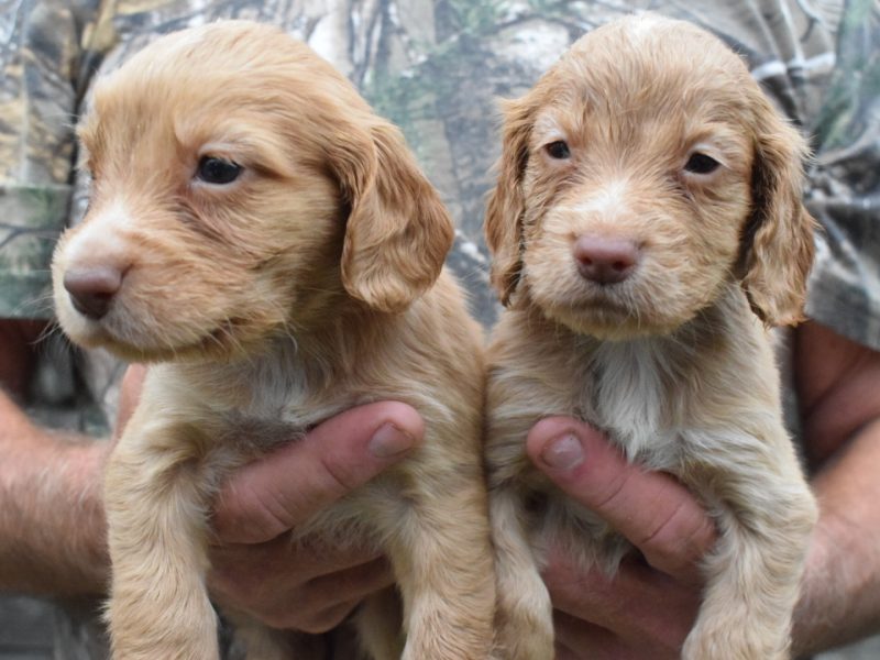 KC Reg Cocker Spaniel puppies