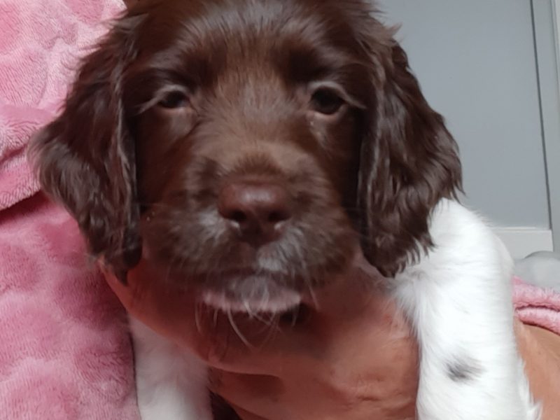 English Springer Spaniel pups