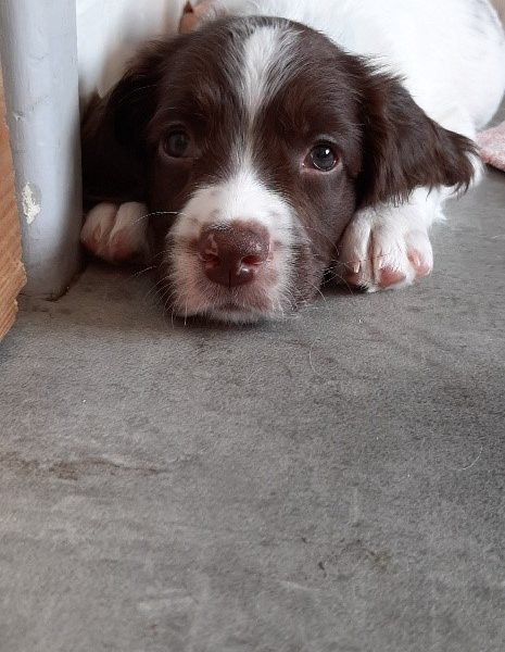 English Springer Spaniel pups