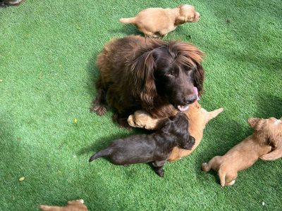 KC Reg Cocker Spaniel puppies
