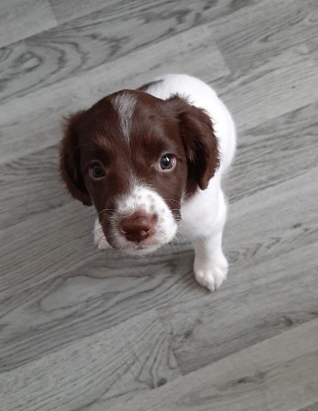 English Springer Spaniel pups
