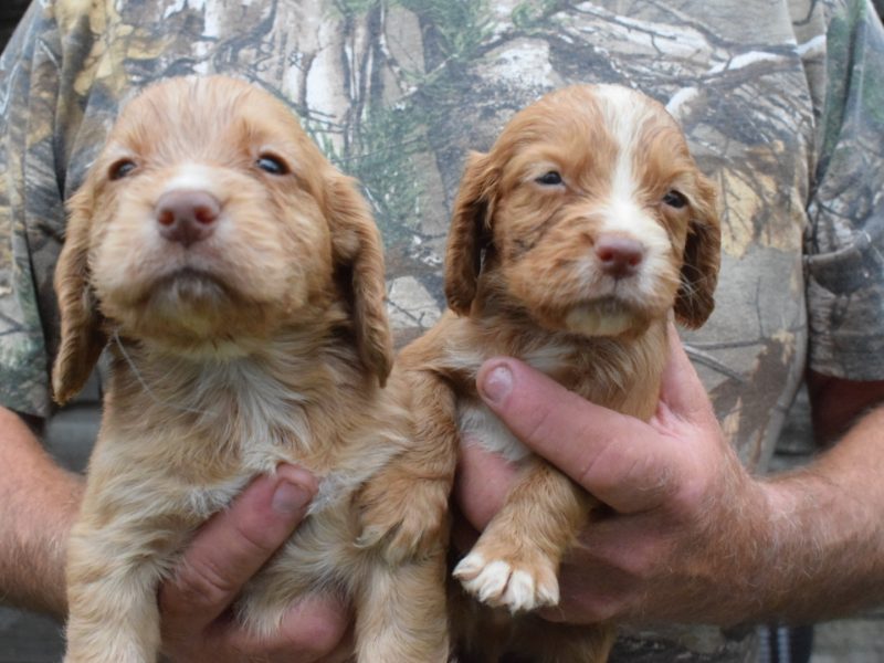 KC Reg Cocker Spaniel puppies