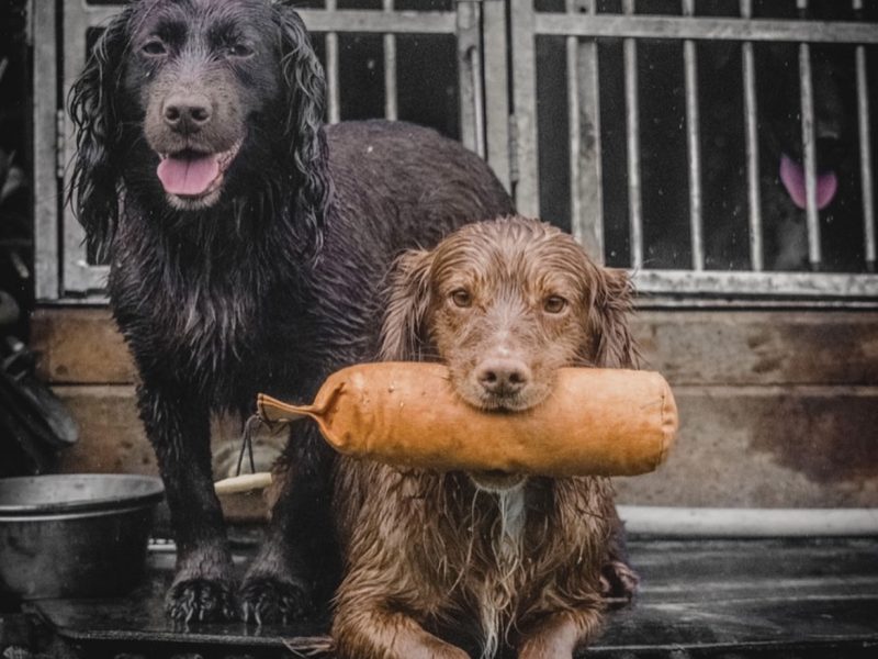 KC Reg Cocker Spaniel puppies