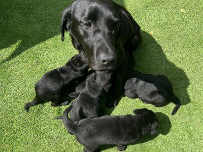 Kc reg black Labrador puppies
