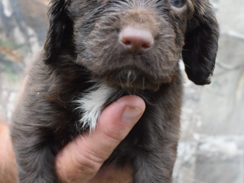 KC Reg Cocker Spaniel puppies
