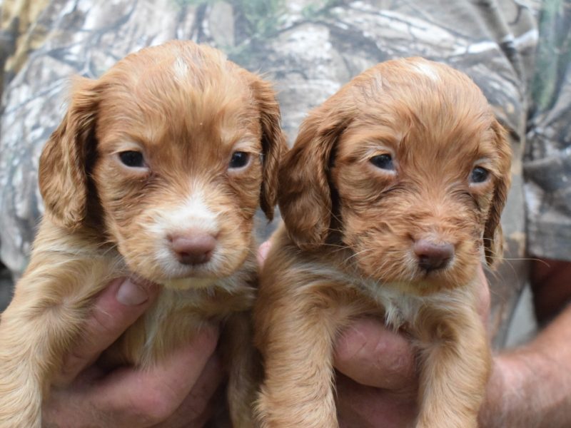 KC Reg Cocker Spaniel puppies