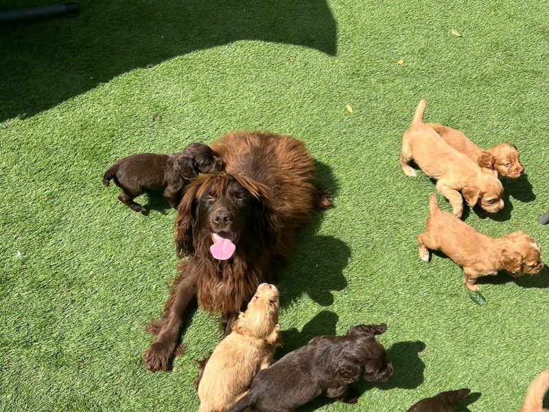 KC Reg Cocker Spaniel puppies