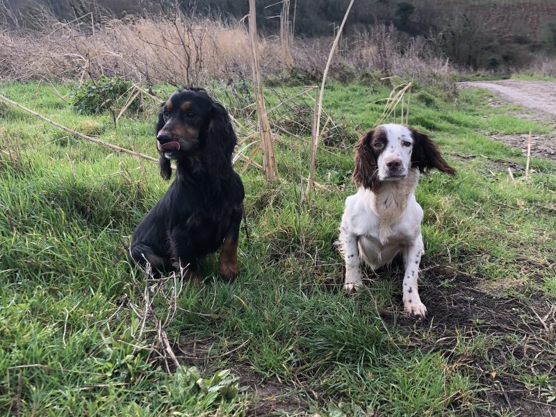 black and white sprocker bitch *ready to leave now*