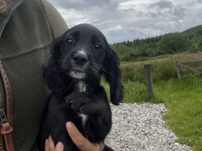 black and white sprocker bitch *ready to leave now*