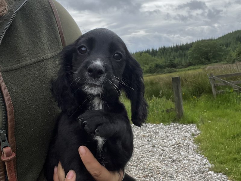 black and white sprocker bitch *ready to leave now*