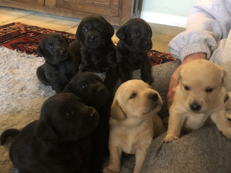 Exceptional Swaine/Wedgnock Puppies