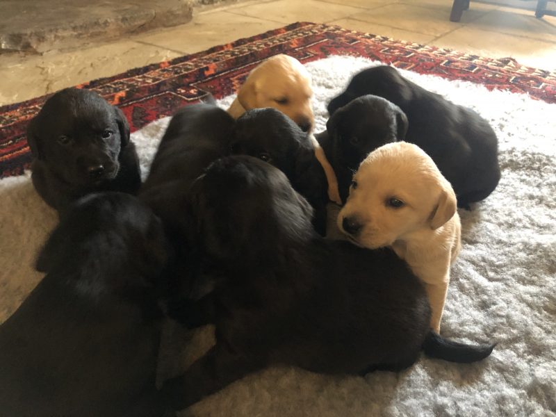 Exceptional Swaine/Wedgnock Puppies