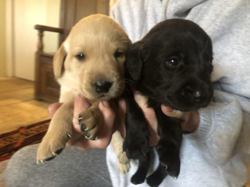 Exceptional Swaine/Wedgnock Puppies