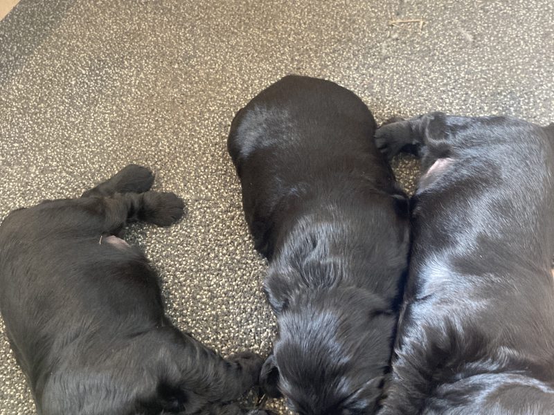Sprocker puppies