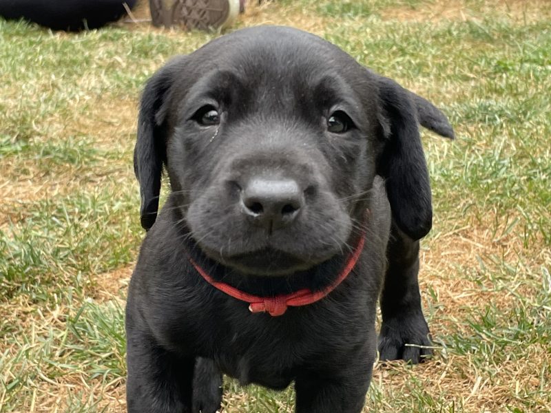 KC Registered Labradors
