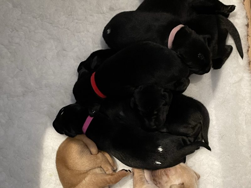 Beautiful Labrador puppies