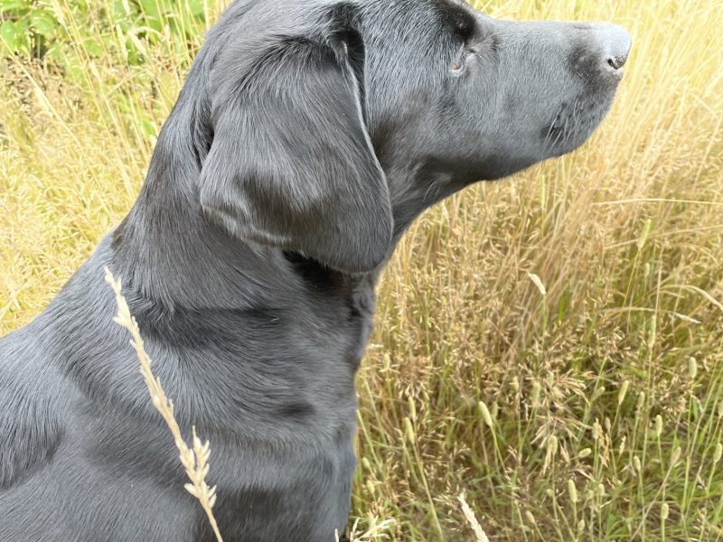 Beautiful Labrador puppies