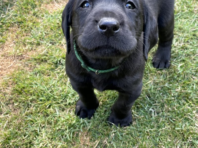 KC Registered Labradors