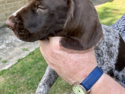 Rare mixed breed Gundog puppies. German Wirehaired Pointer (dam) and Italian Spinoni (sire)