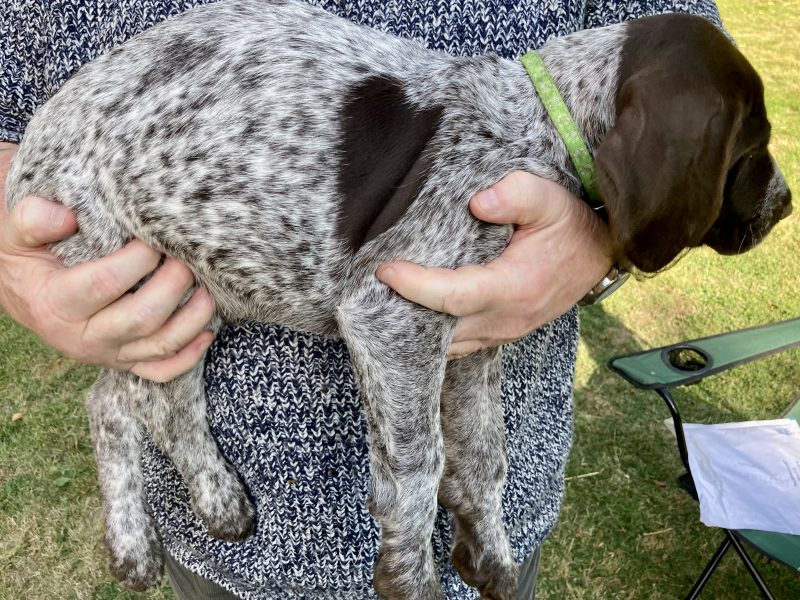 Rare mixed breed Gundog puppies. German Wirehaired Pointer (dam) and Italian Spinoni (sire)